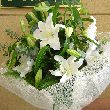 �����[�u�[�P