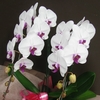 �Ӓ��� �s���N �Q�{����