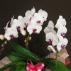 �Ӓ������i�s���N���b�v�j�R�{����